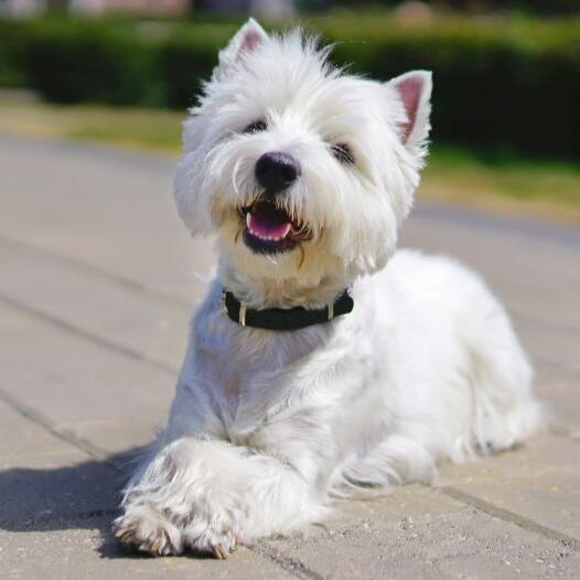 White 2024 terrier breed